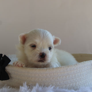 Fender - Available Now