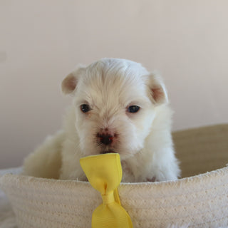 Manny - Available Now