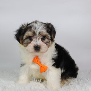 Albert - Available Now