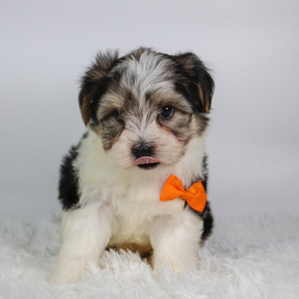 Albert - Available Now