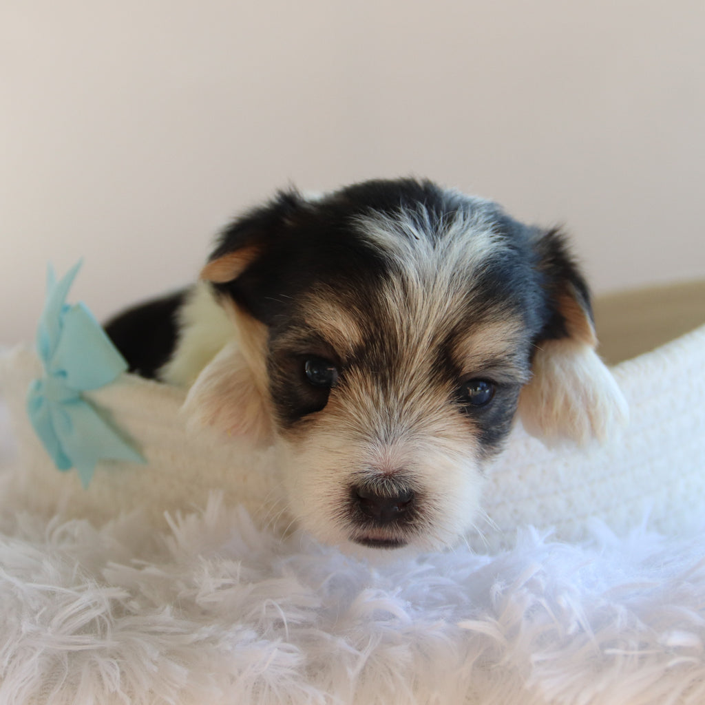 Wolf - Available Now