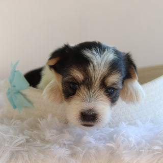 Wolf - Available Now