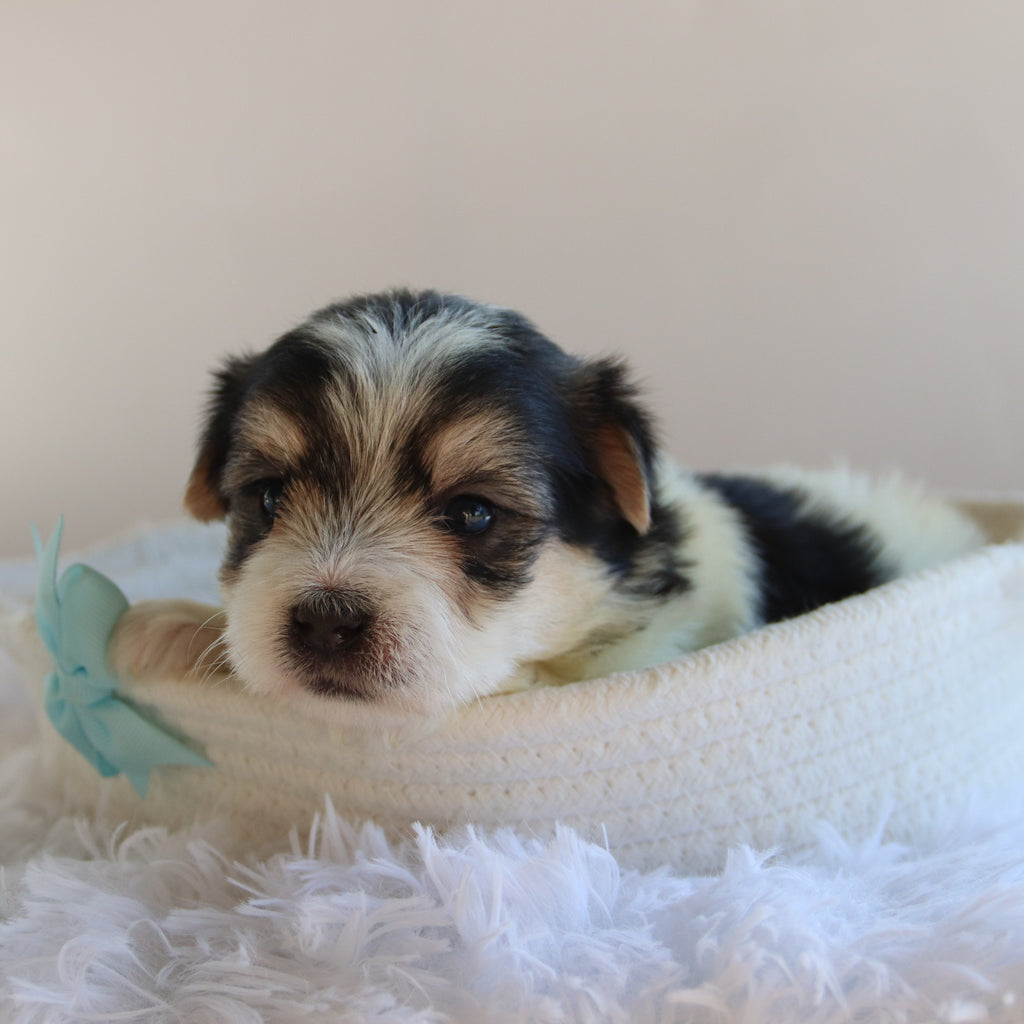 Wolf - Available Now