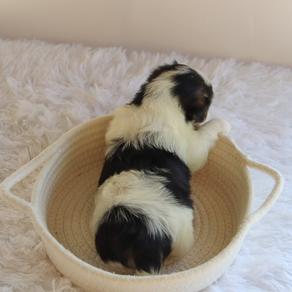 Wolf - Available Now