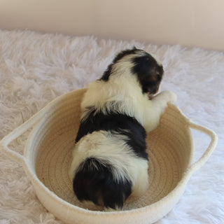 Wolf - Available Now