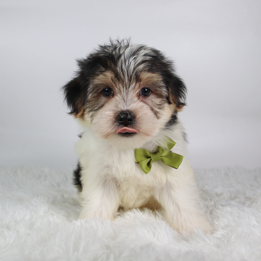 Wolf - Available Now