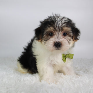 Wolf - Available Now