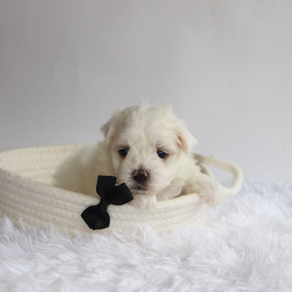 Cheddar - Available Now