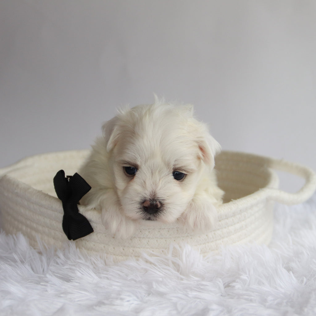 Cheddar - Available Now