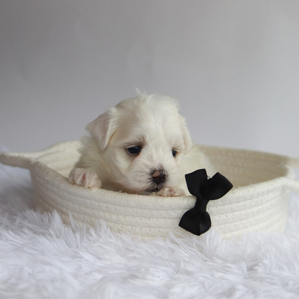 Cheddar - Available Now