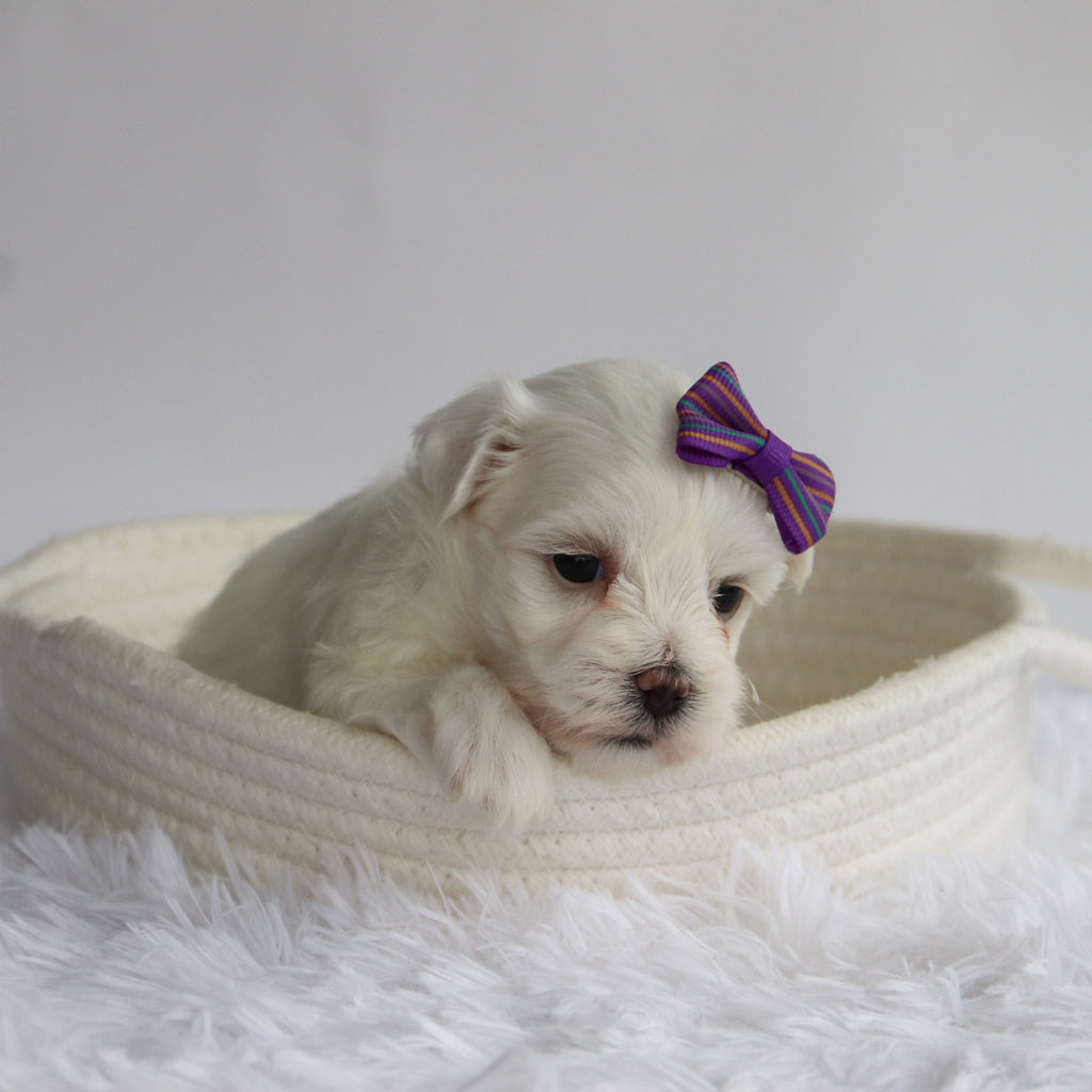 Nika - Available Now