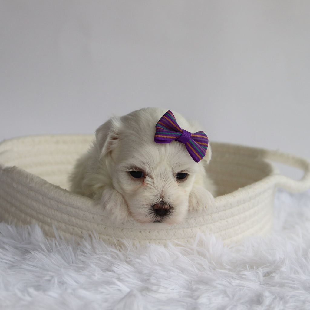 Nika - Available Now