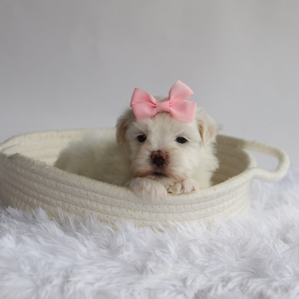 Raya - Available Now