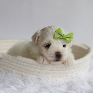 Nessie - Available Now