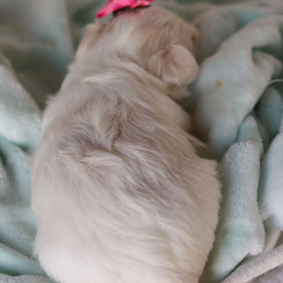 Robin - Available 3/26