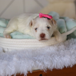 Robin - Available 3/26