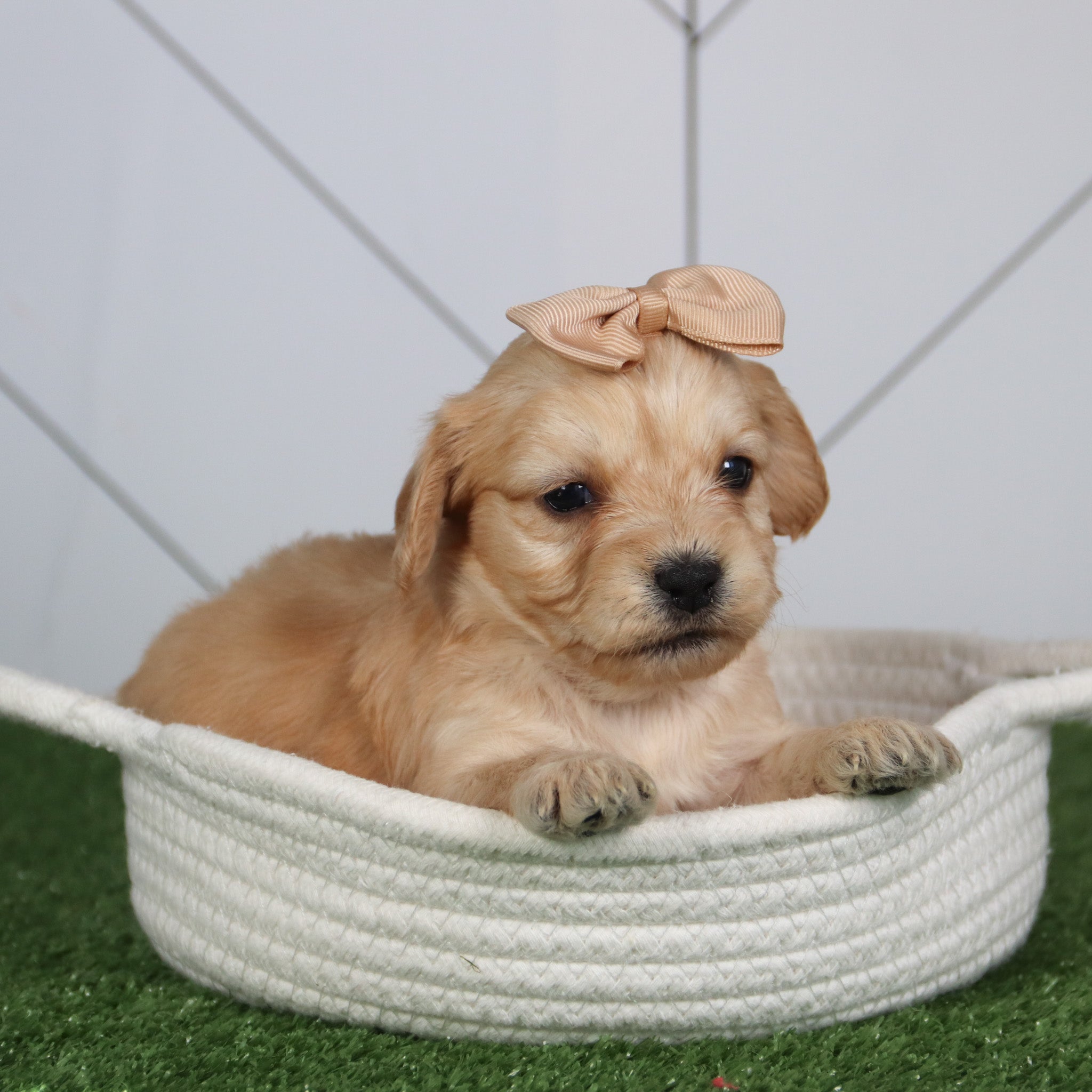 puppies for sal ein Trents wood