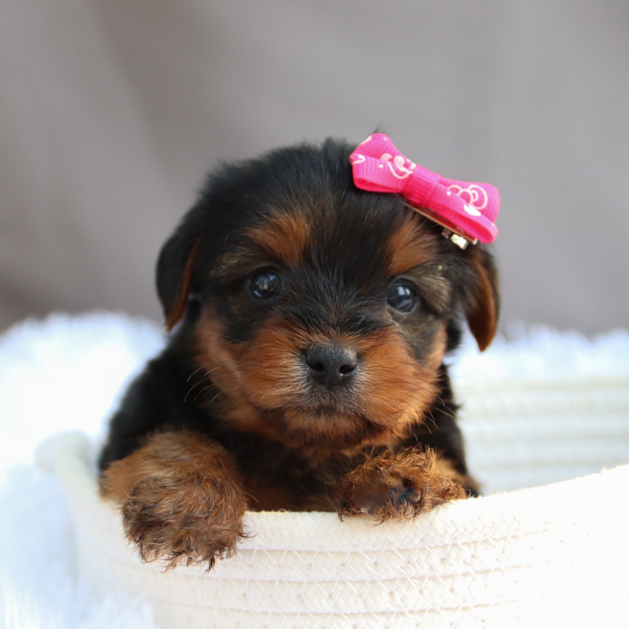 Apartment Puppies for Sale