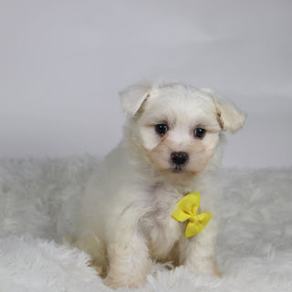 Felix - Available Now