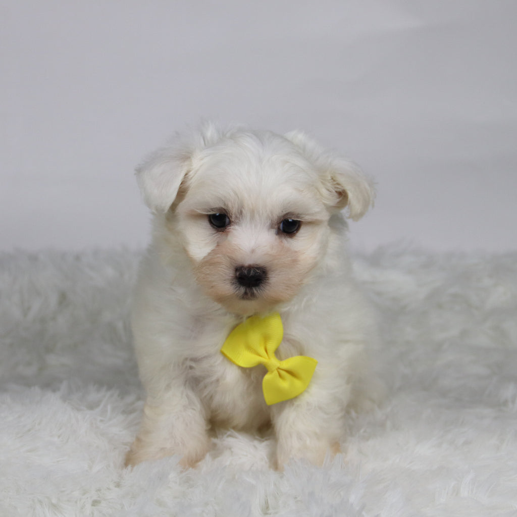 Felix - Available Now