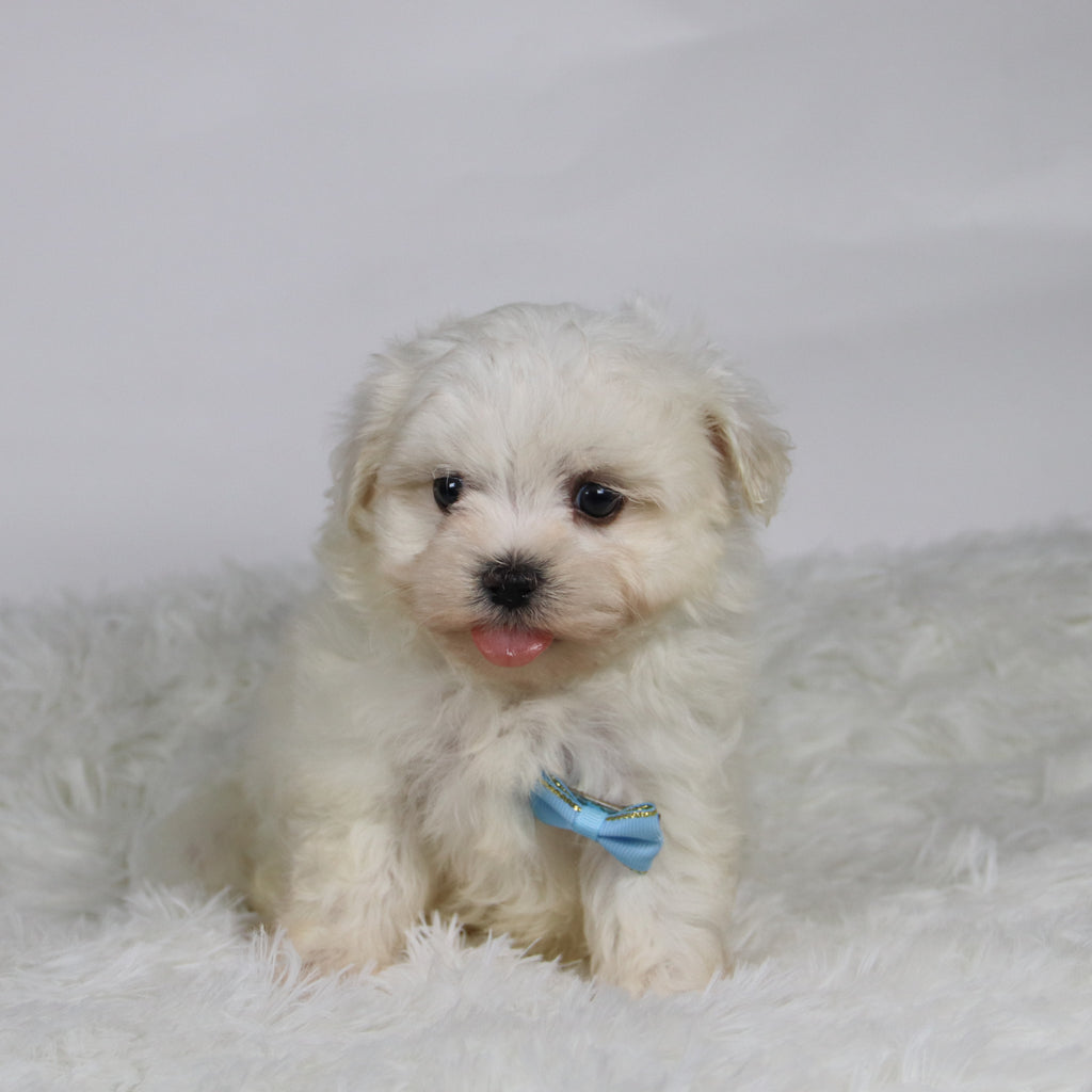 Turbo - Available Now