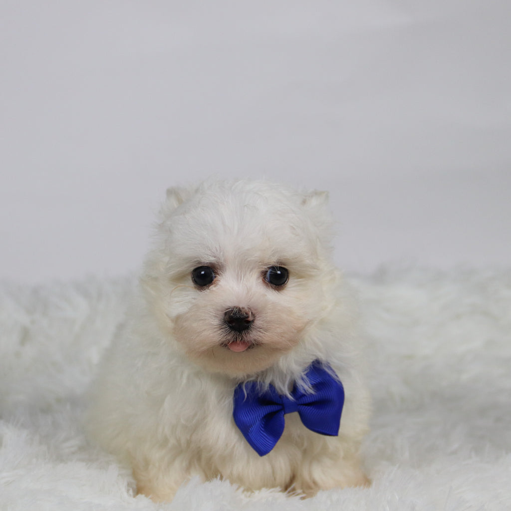 Saige - Available Now