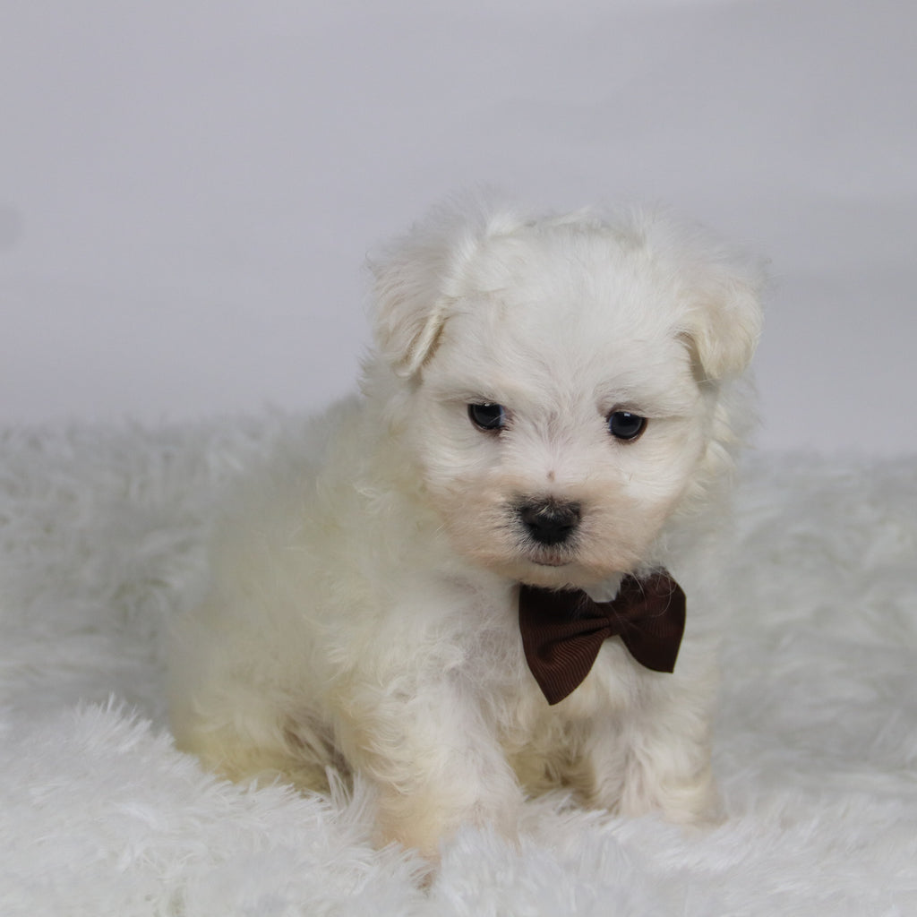 Cole - Available Now