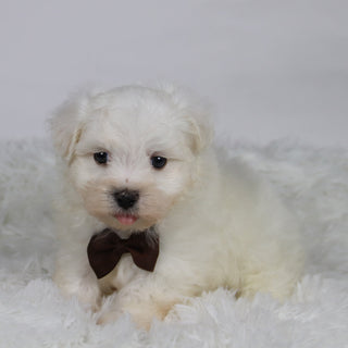 Cole - Available Now