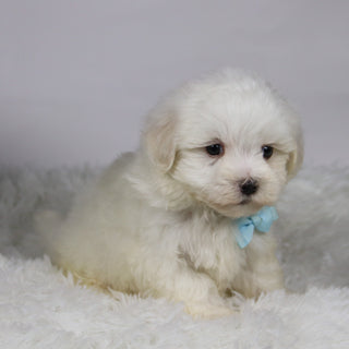 Josh - Available Now