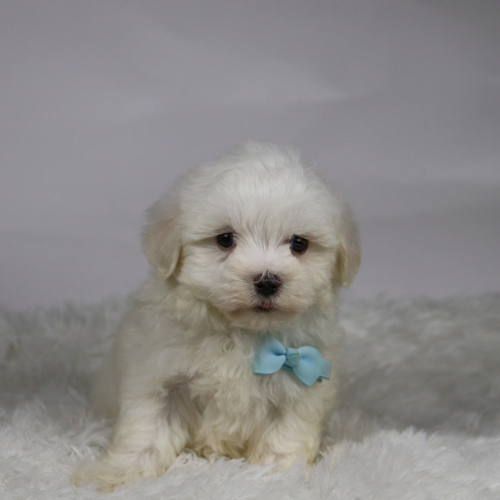 Josh - Available Now