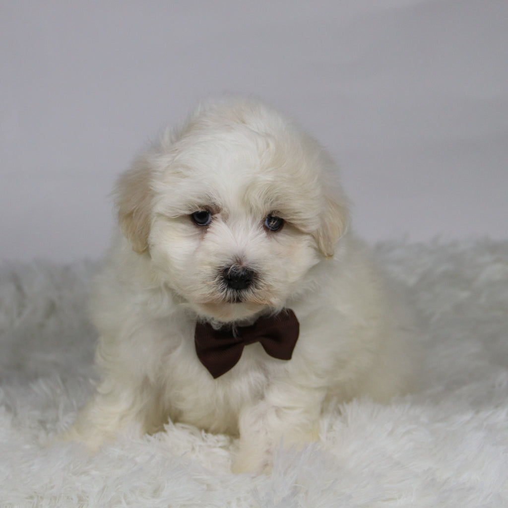 Yam - Available 11/12