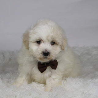 Yam - Available 11/12