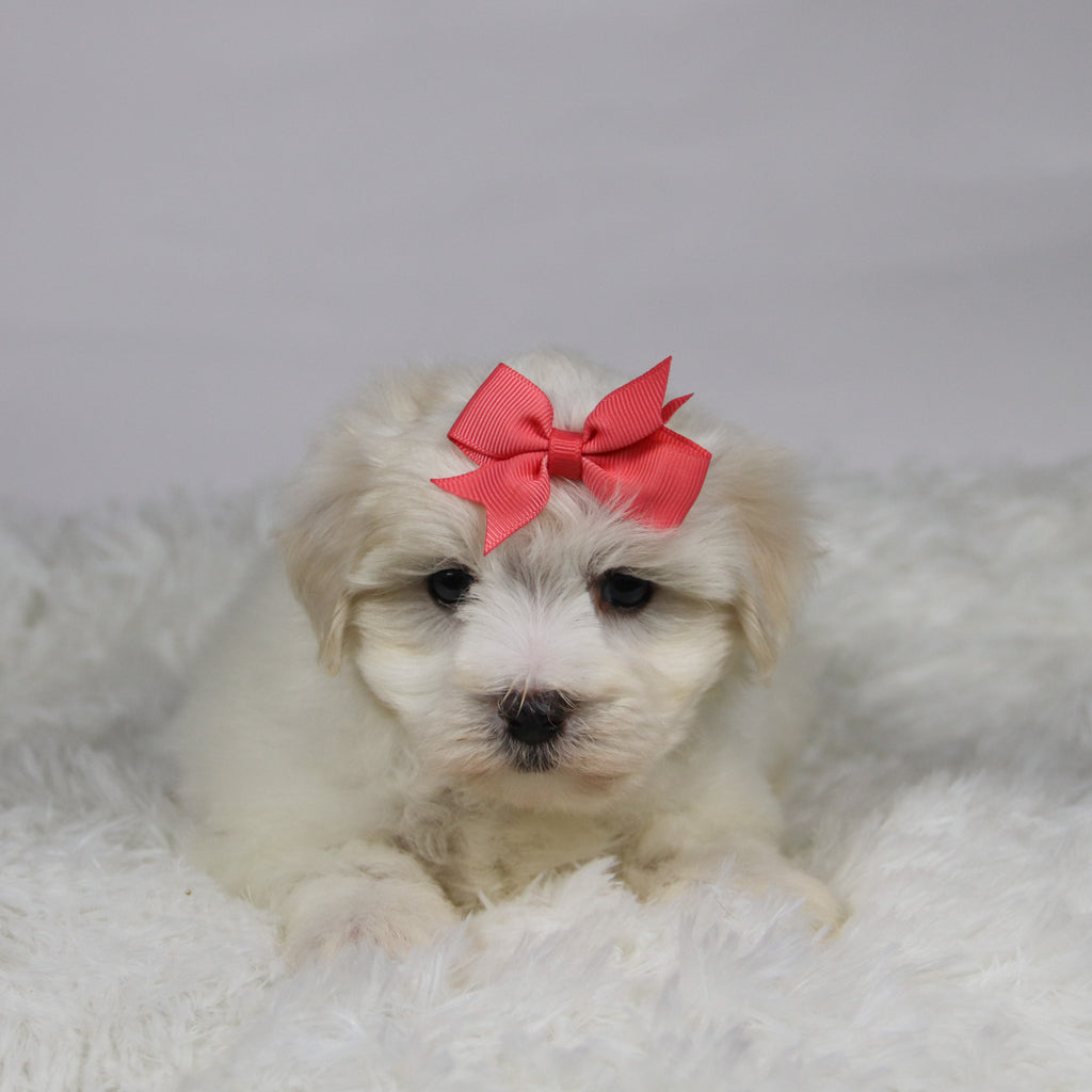 Lana - Available 11/12