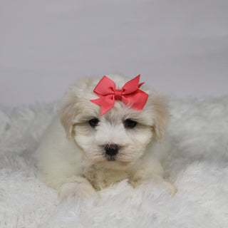 Lana - Available 11/12