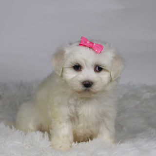 Kari - Available Now