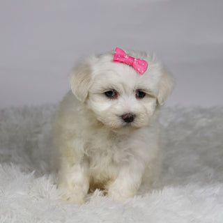 Kari - Available 11/12