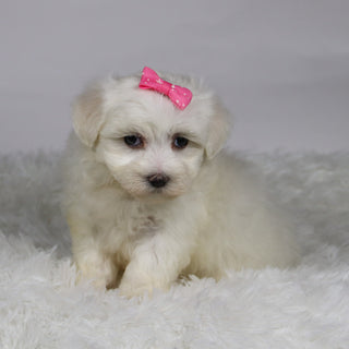 Kari - Available Now