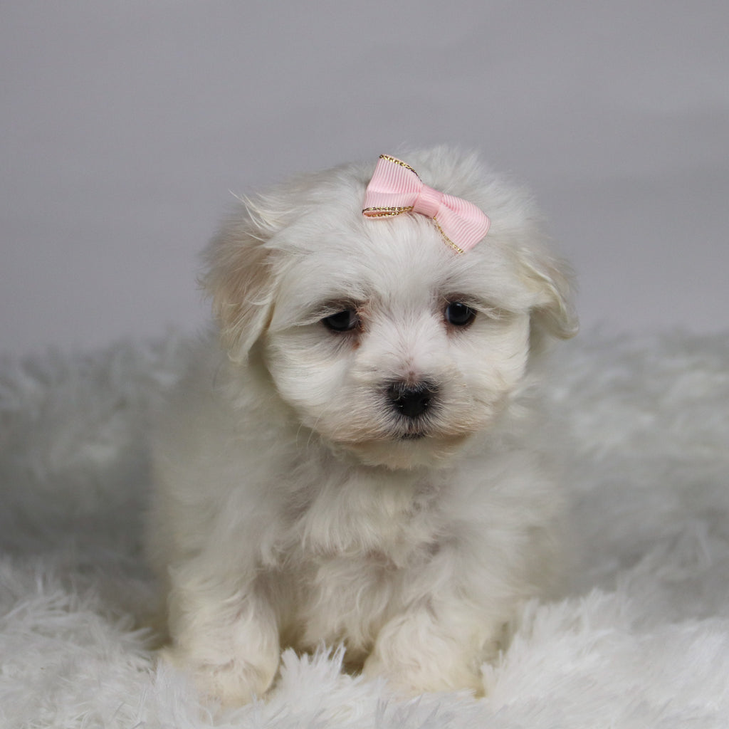 Grape - Available 11/12