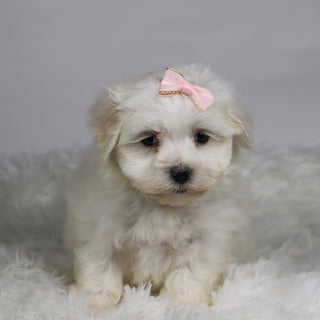 Grape - Available 11/12