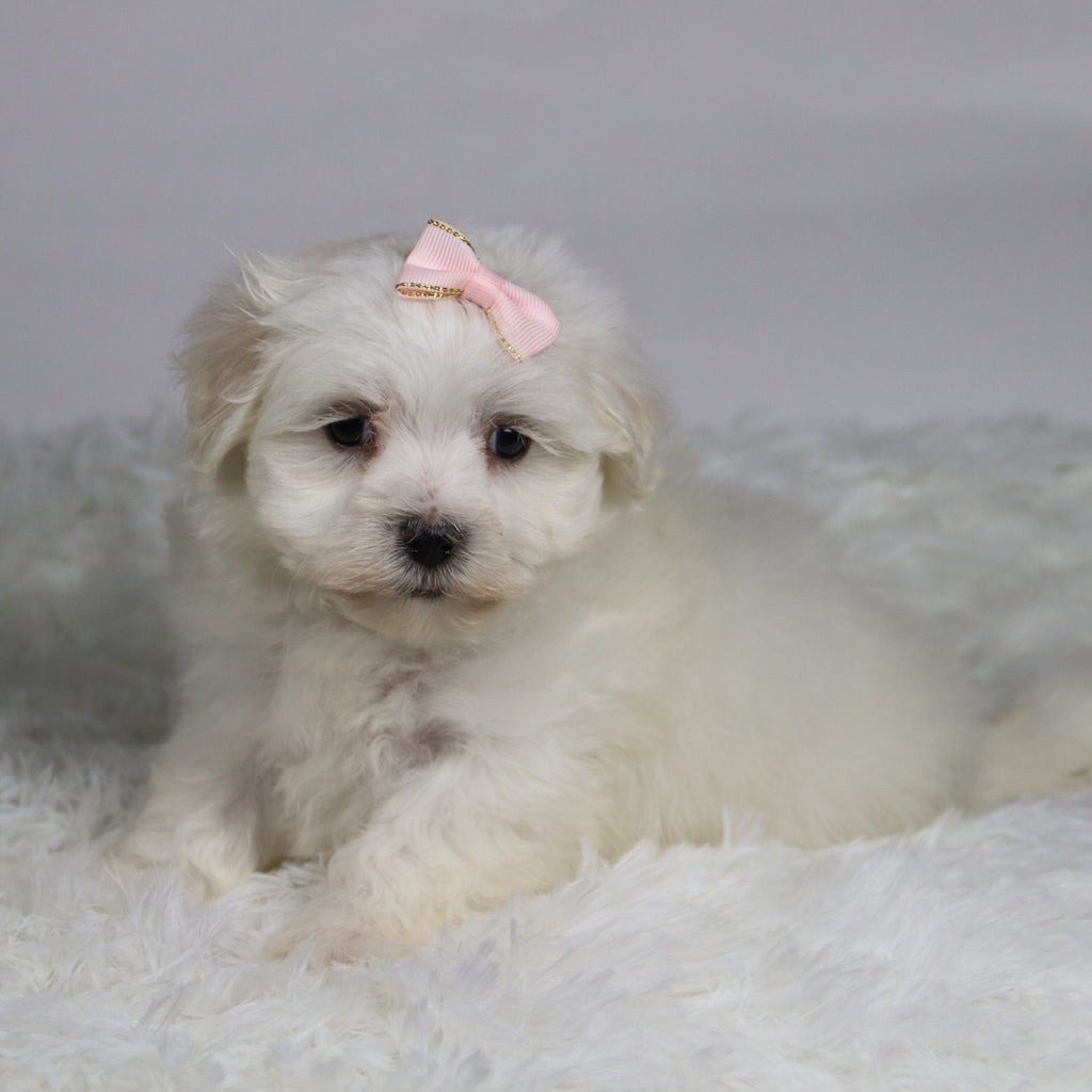 Grape - Available Now