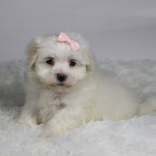 Grape - Available Now