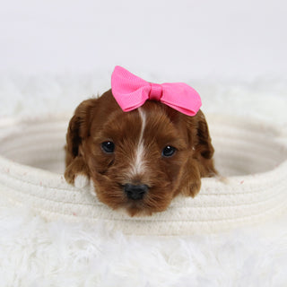 Beige - Available 12/3