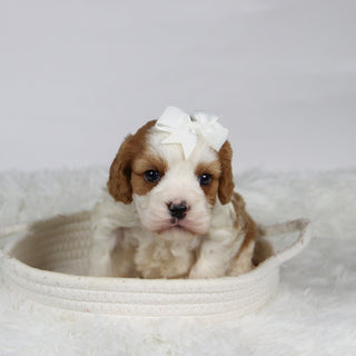 Belinda - Available 12/3