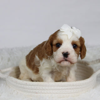 Belinda - Available 12/3