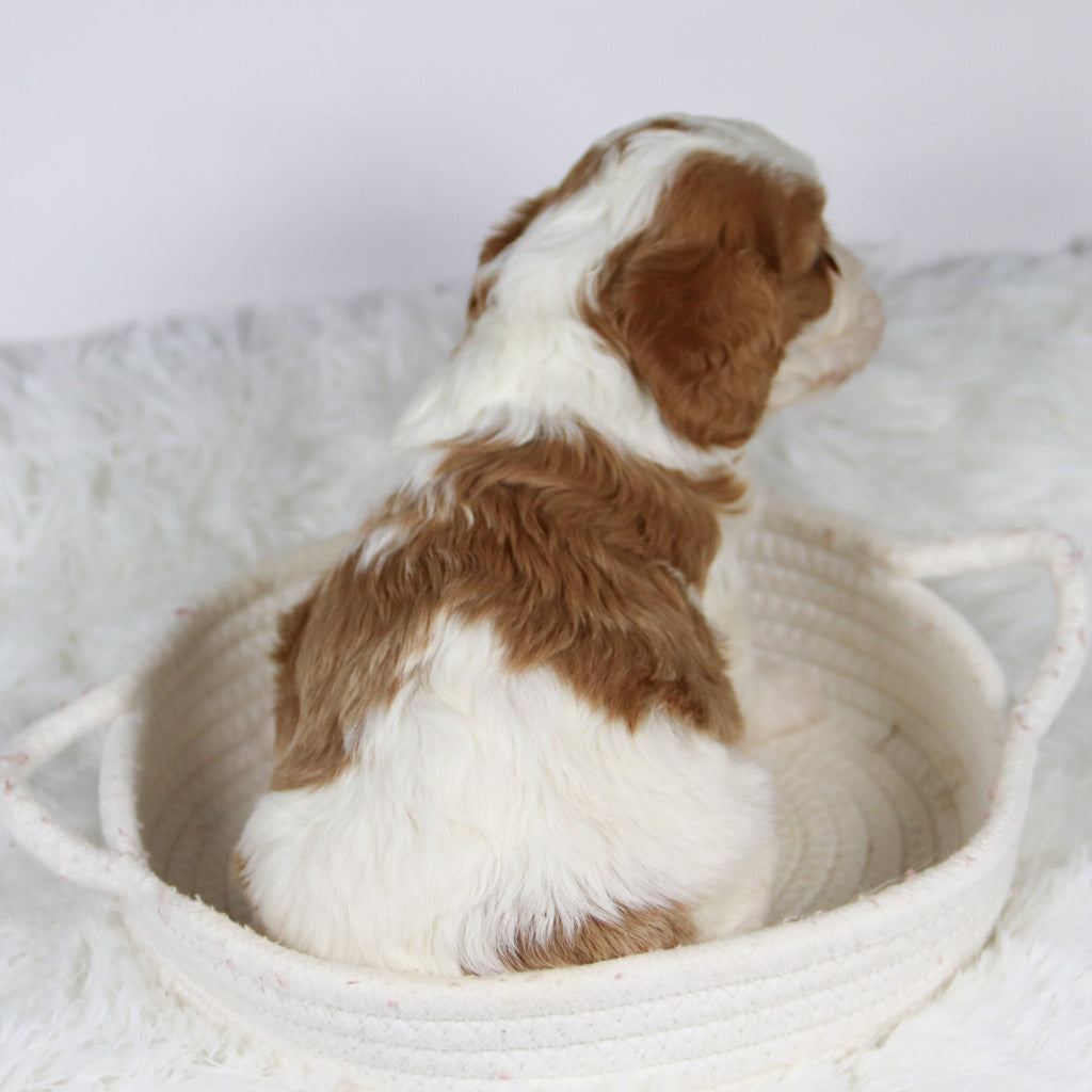 Belinda - Available 12/3