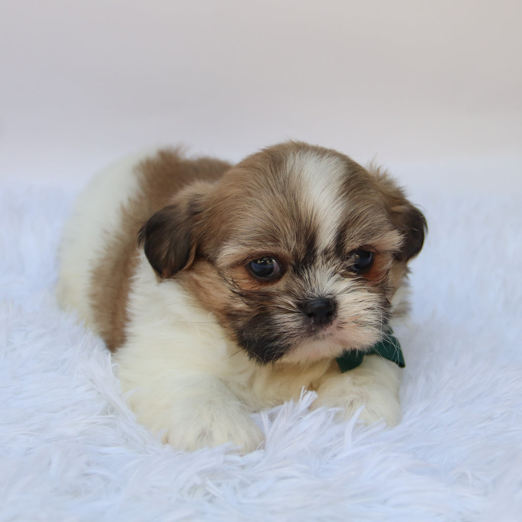 Jared - Available Now