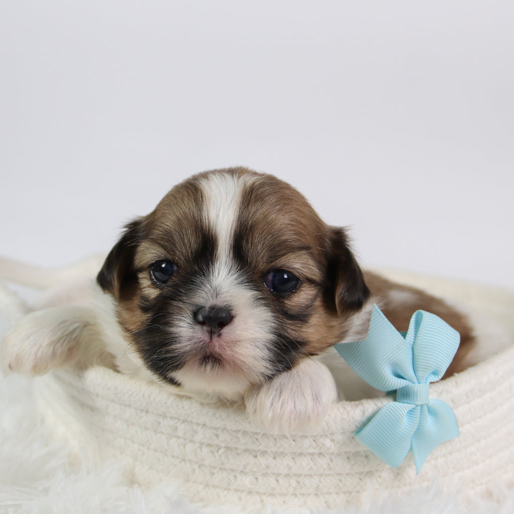 Jared - Available Now