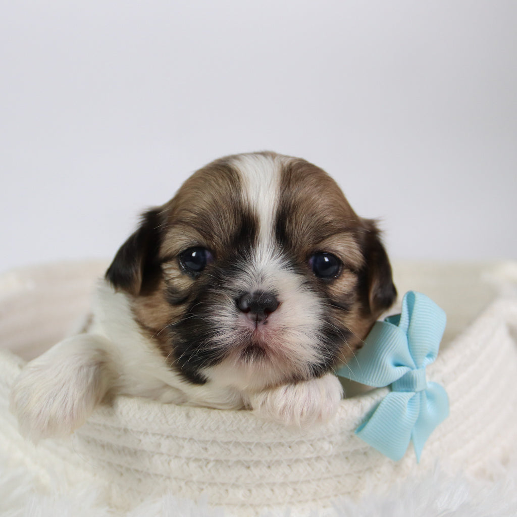 Jared - Available Now