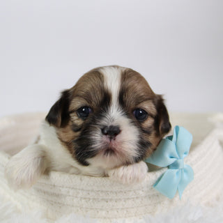 Jared - Available Now