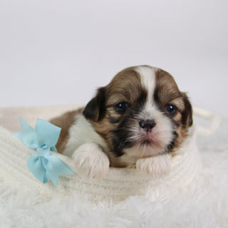 Jared - Available Now